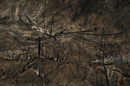 Forest at Risk" by Daniel Beltrá